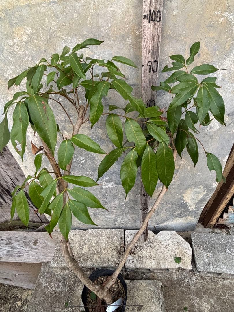 期間限定お値下げ　ライチ玉荷包　 取り木苗木