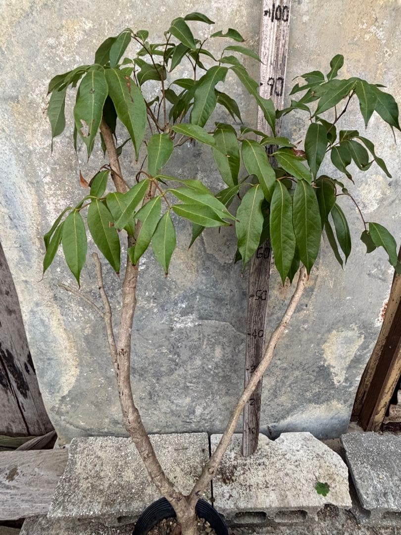 期間限定お値下げ　ライチ玉荷包　 取り木苗木