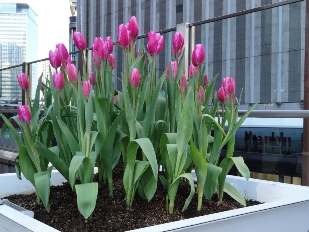 作例あり！Canon Power Shot SX620 HS ホワイト