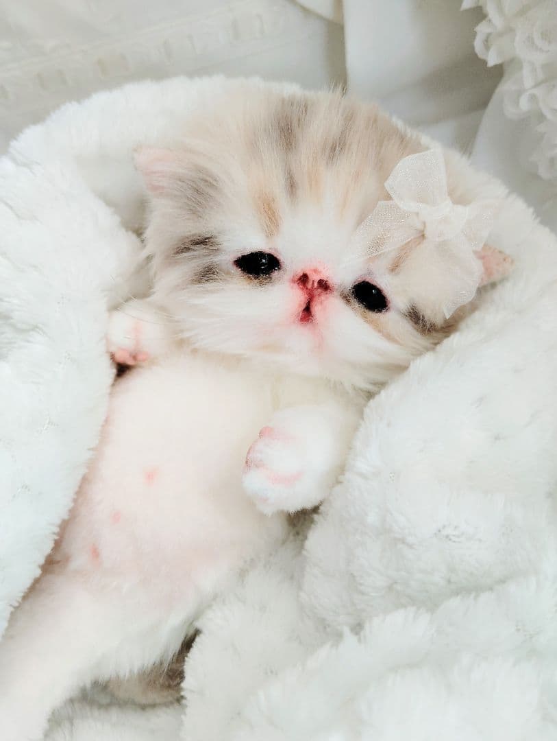 ベビー子猫♡お腹ぽっこりちゃん♡アートドール♡ぬいぐるみ♡