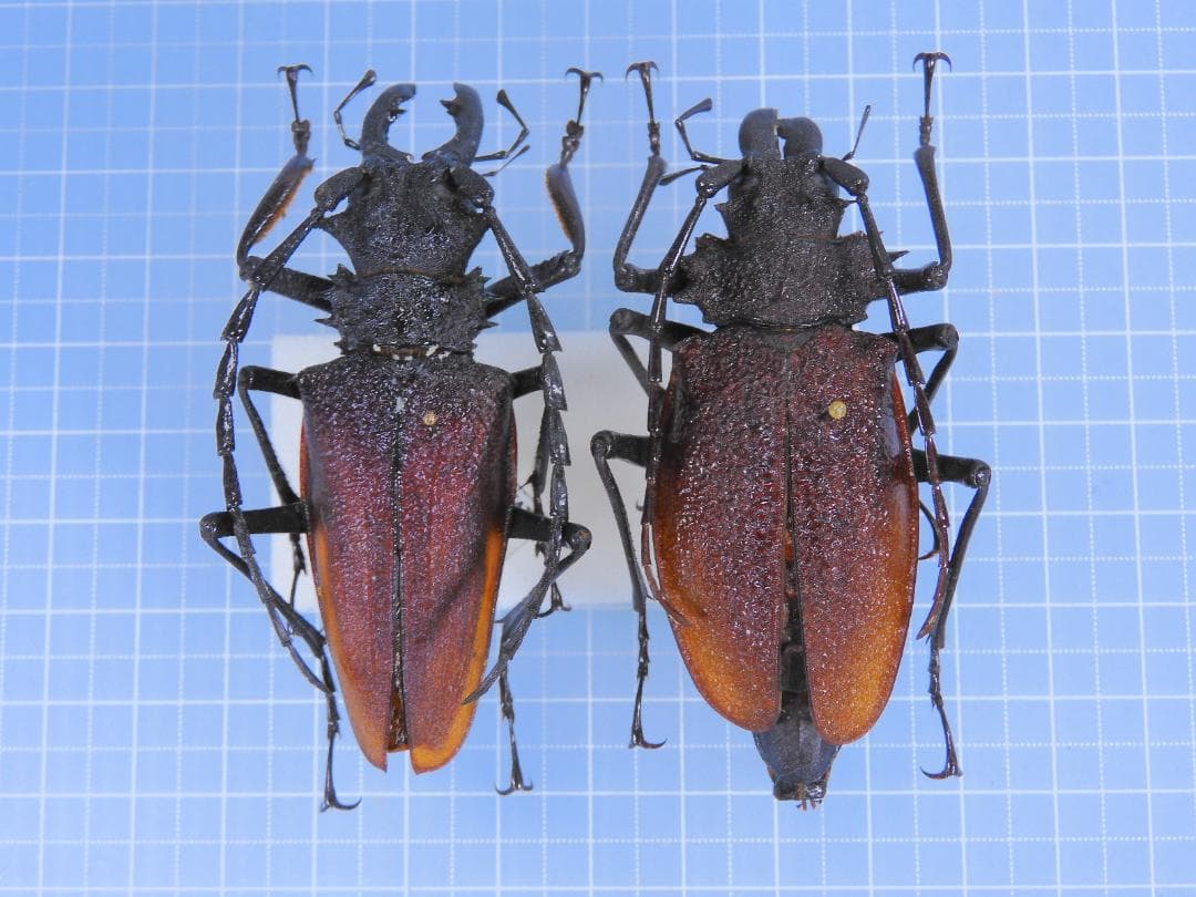 Pasalidognathus modestus　69mm 62mm