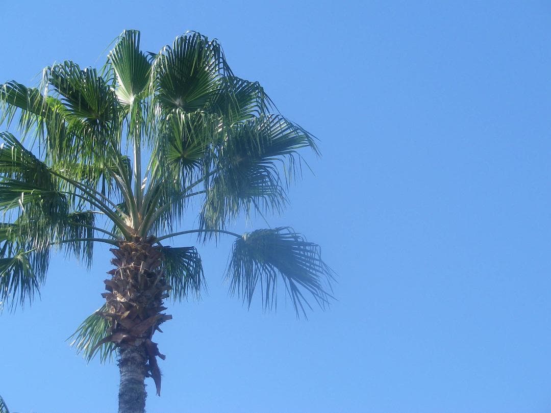 【可愛いすぎるコンデジ】PENTAX optio RZ10 ブラック