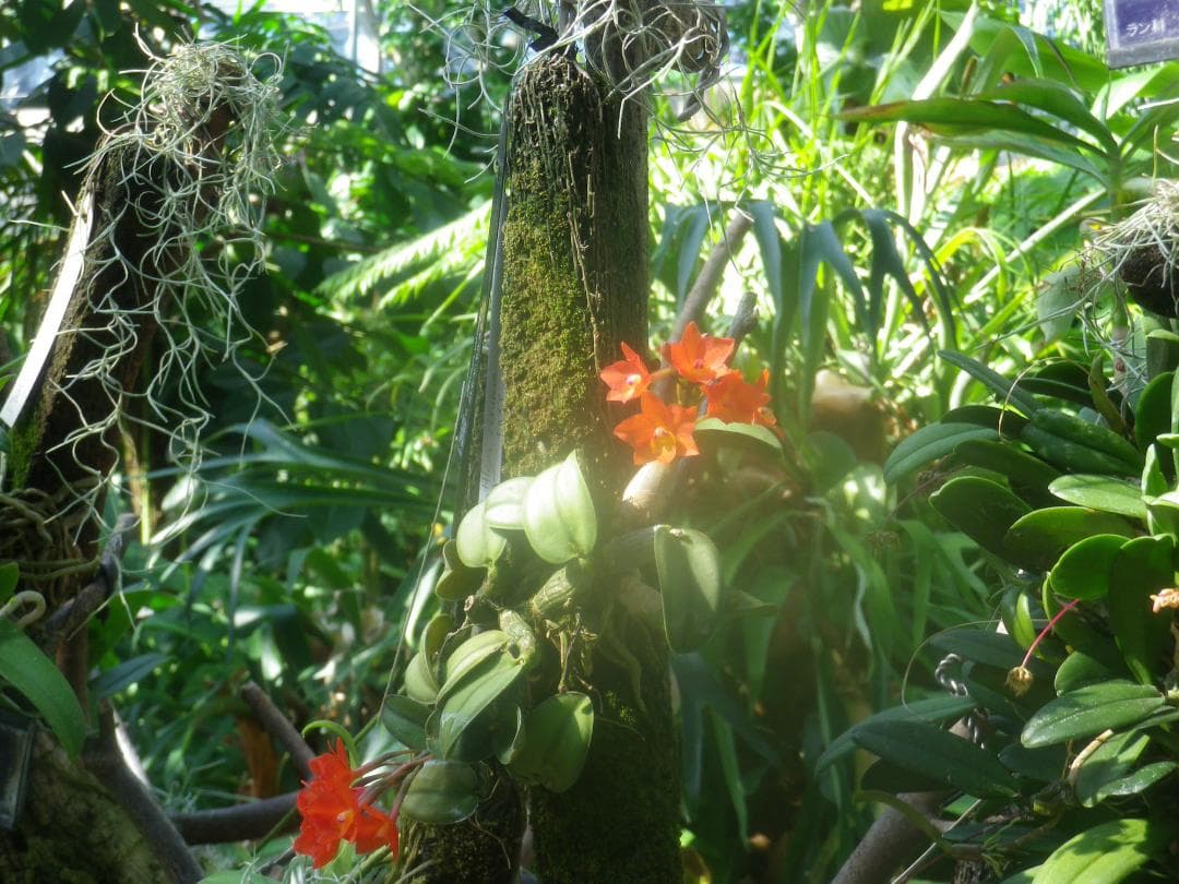 【可愛いすぎるコンデジ】PENTAX optio RZ10 ブラック