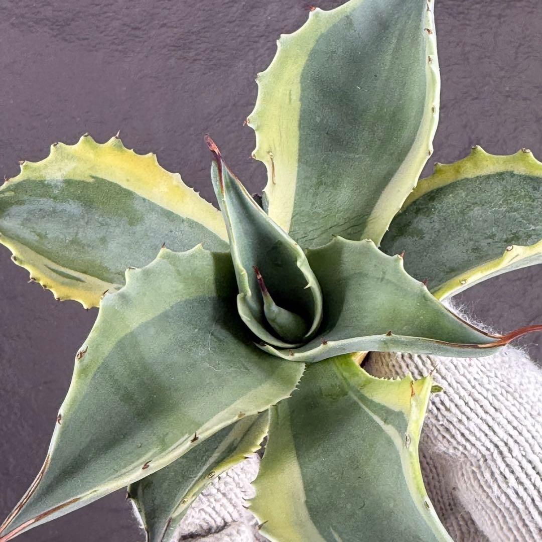 G*n様 【アガベ オバティフォリア“オルカ”】地植え/-18℃まで/極上　L2