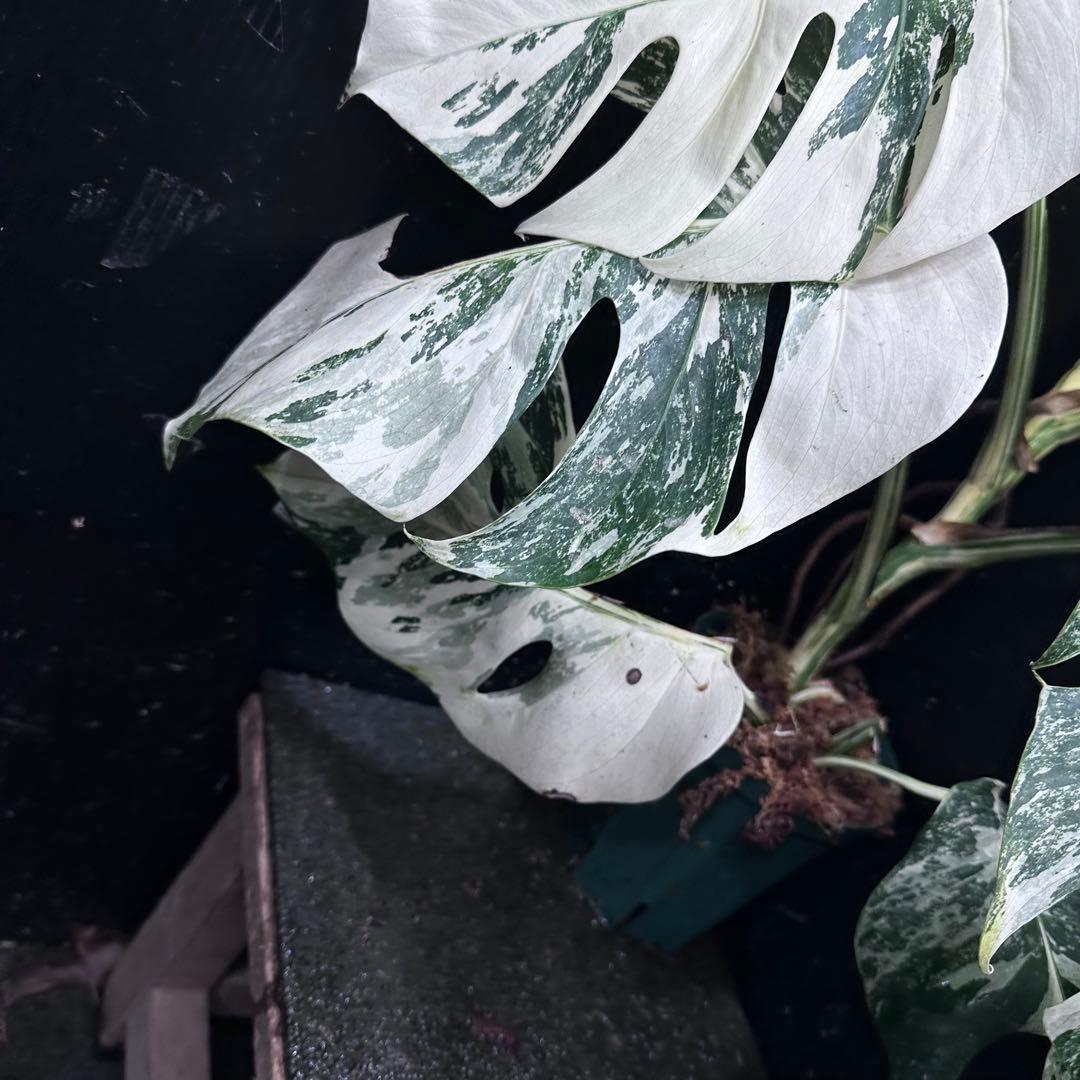 草*ん様 斑入りモンステラ ホワイトタイガー極美大株67cm白斑多