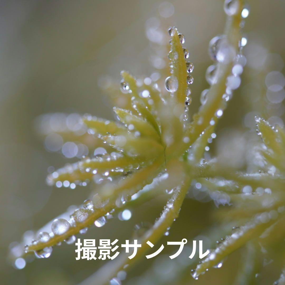 レンズ(単焦点) TAMRON 90mm F/2.8 Di MACRO 1:1 USD