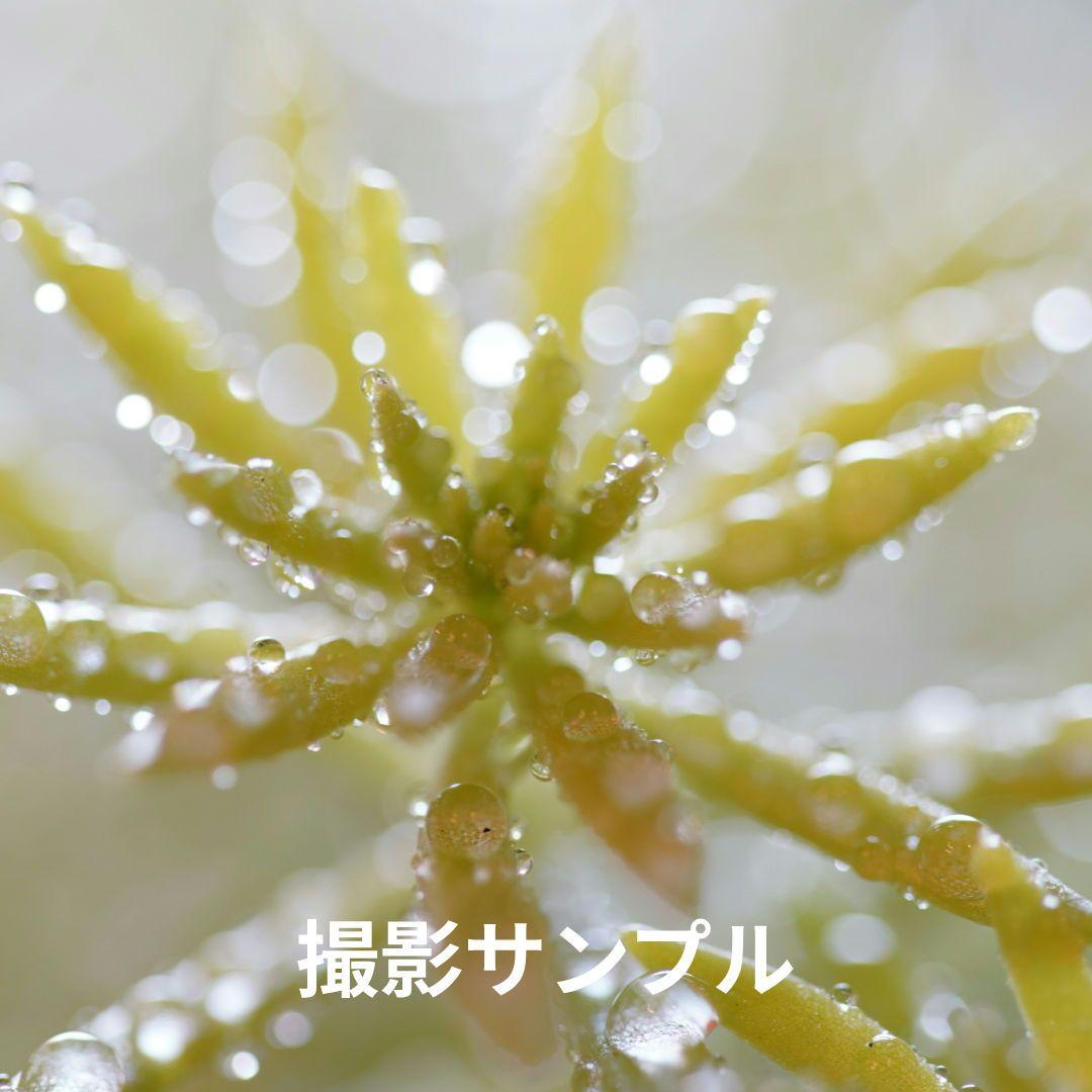 レンズ(単焦点) TAMRON 90mm F/2.8 Di MACRO 1:1 USD