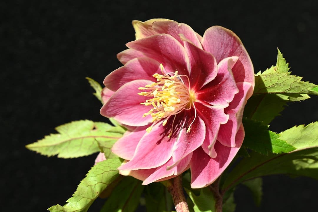 クリスマスローズ　ddエクリプス系レッドゴールド　加藤農園