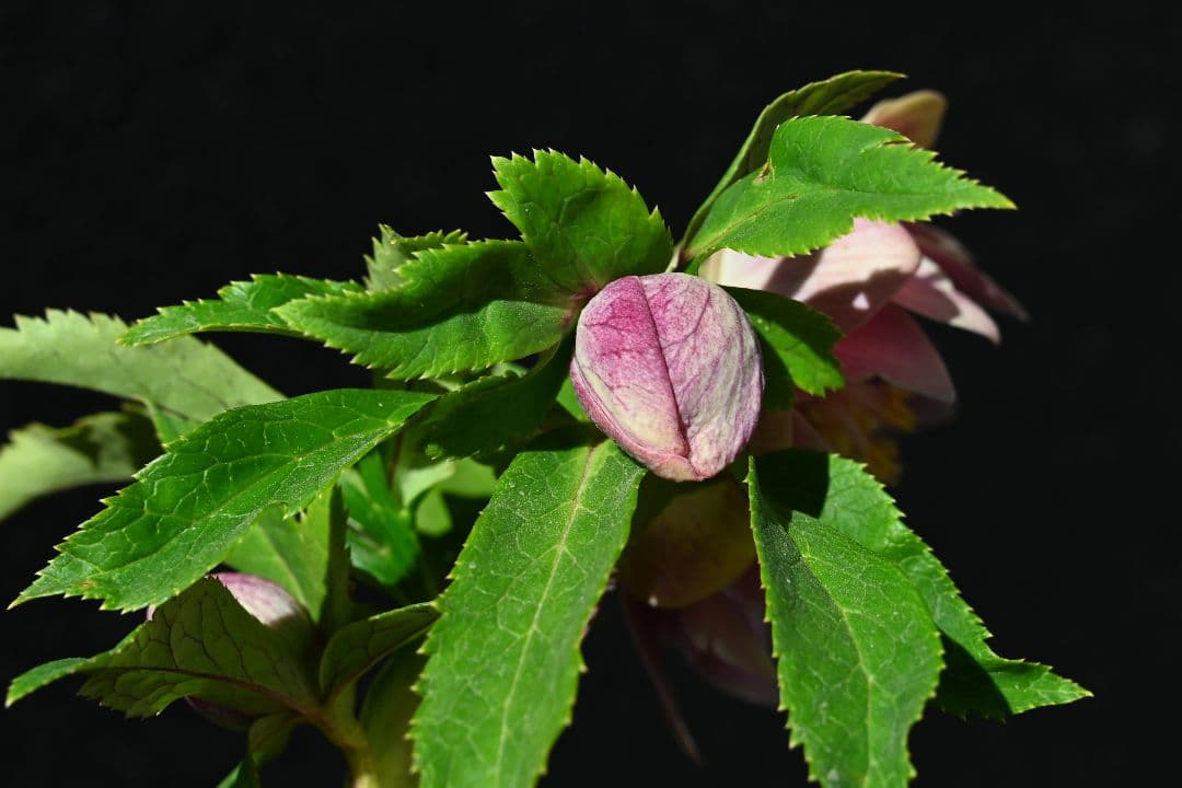 クリスマスローズ　ddエクリプス系レッドゴールド　加藤農園