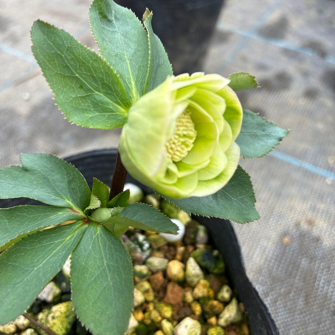 クリスマスローズ　小輪グリーングラデーション　希少　4.5寸