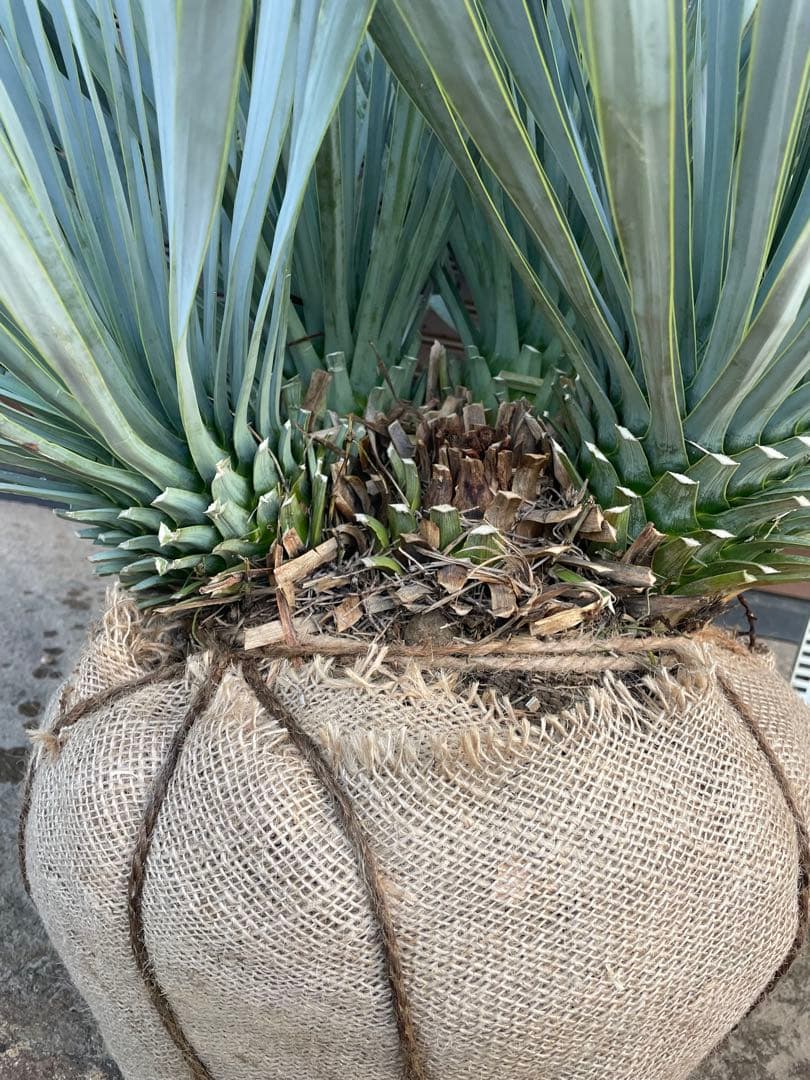 早いもの勝ち　ユッカ　ロストラータ　4本立ち　あ