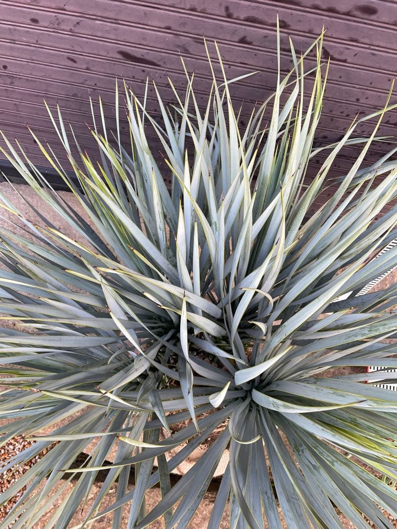 早いもの勝ち　ユッカ　ロストラータ　4本立ち　あ