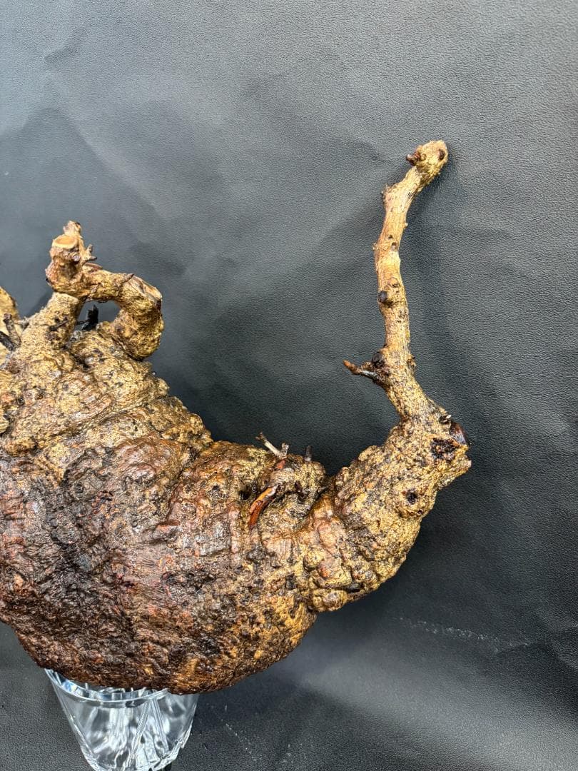 オペルクリカリアパキプス　ベアルート