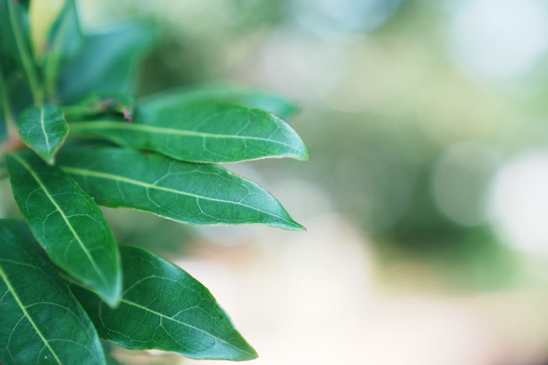 【美品】SONY FE24-70mm F2.8 GM SEL2470GM 469