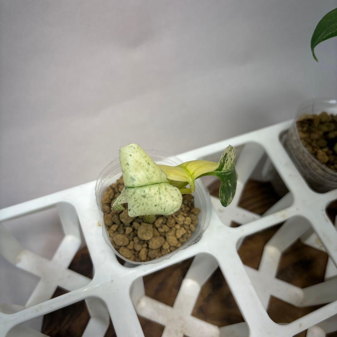 ミ*テ様 5株セットms48【特別選抜】ホワイトモンスター／天津蘭 モンステラ斑