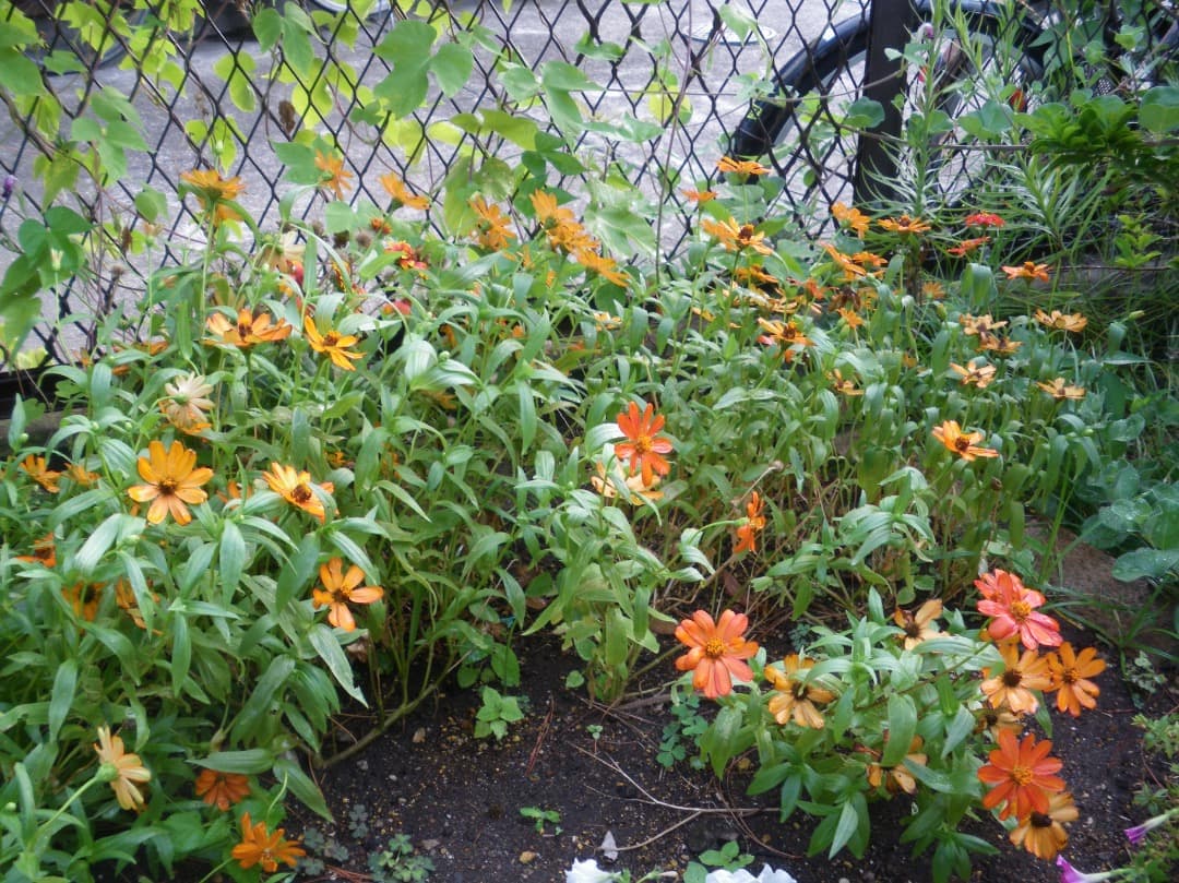 リーダー付き【動作確認済】PENTAX Optio M60 ブルー