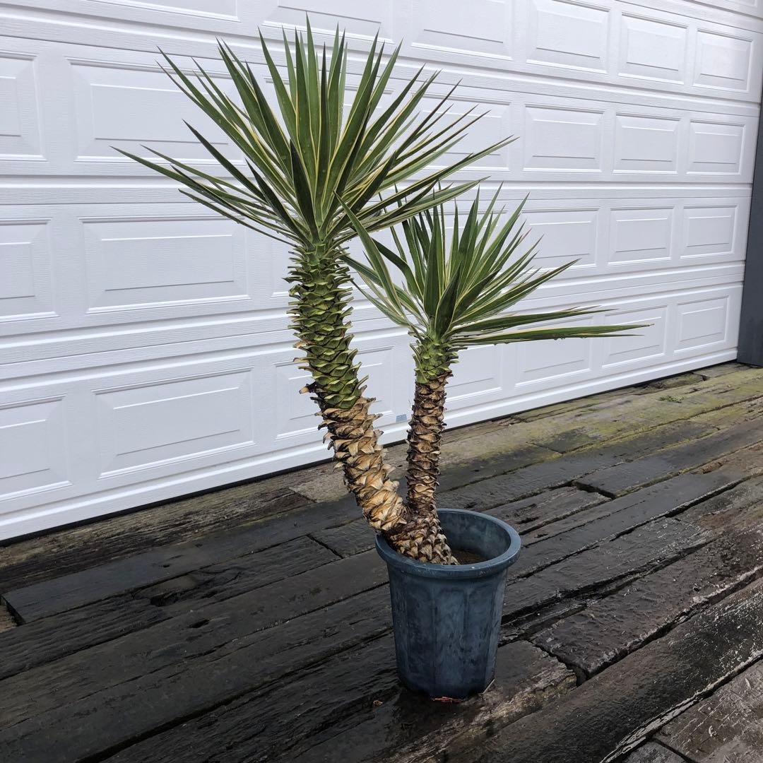 りょーた　ユッカ アロイフォリア　バリエガータ