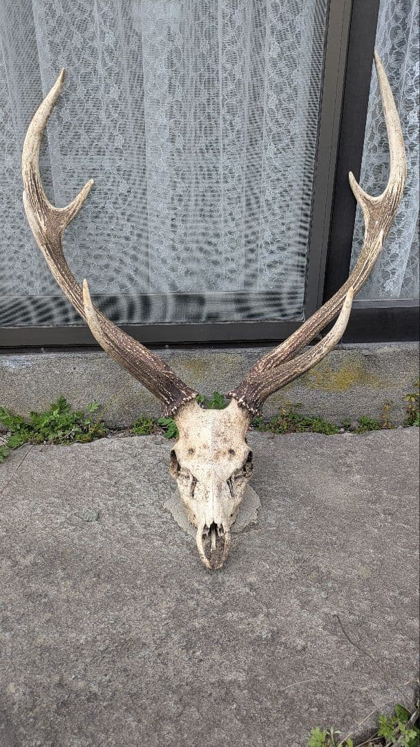 エゾシカ トロフィー