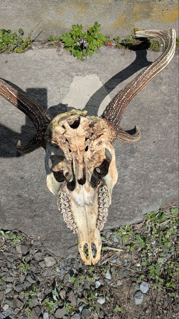 エゾシカ トロフィー