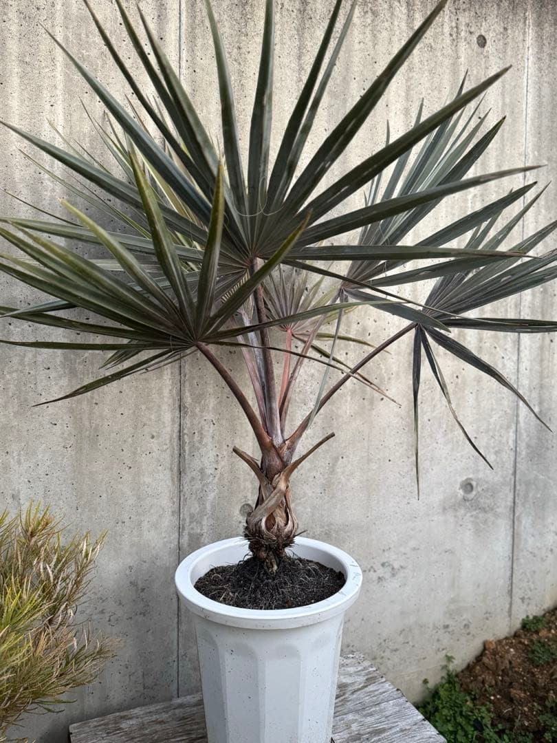 専用　ビスマルキア　ノビリス　シルバー　ドライガーデン　苗　ロックガーデン　ヤシ