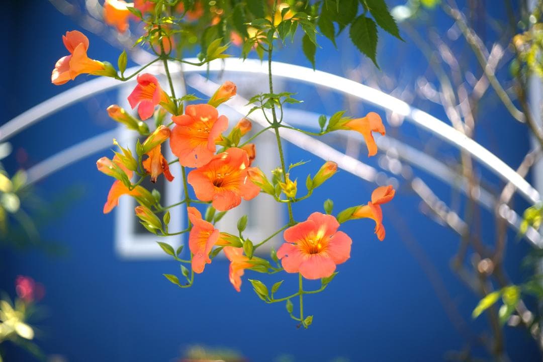 良品 Canon Model 7 / Canon Lens 50mm F1.8