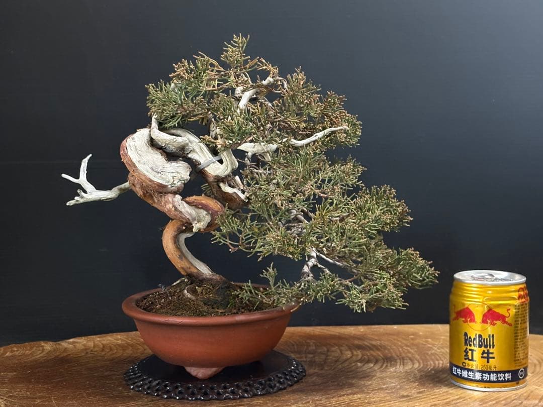 週末大幅値下げ❗️[盆栽]真柏