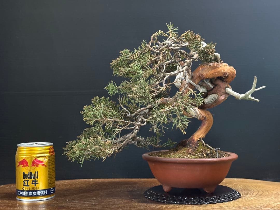 週末大幅値下げ❗️[盆栽]真柏