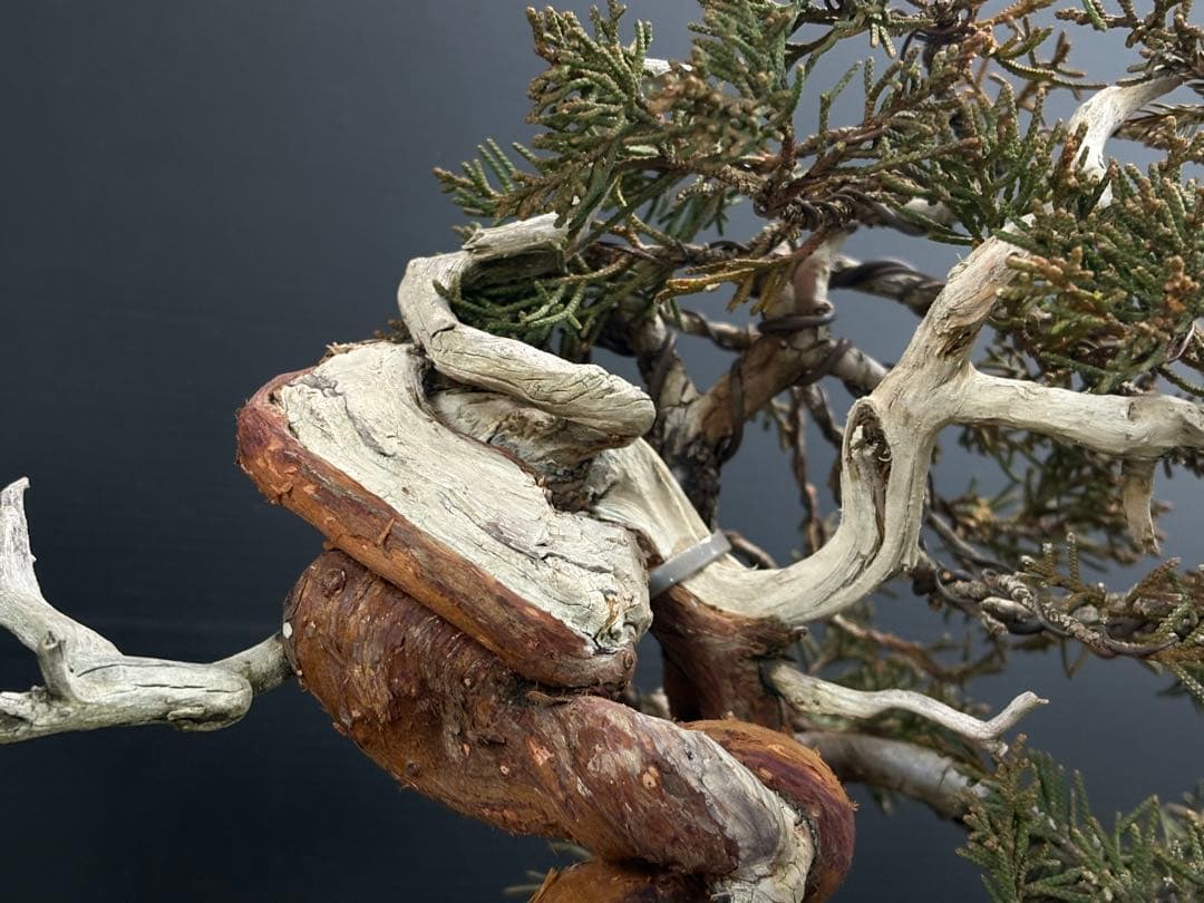 週末大幅値下げ❗️[盆栽]真柏