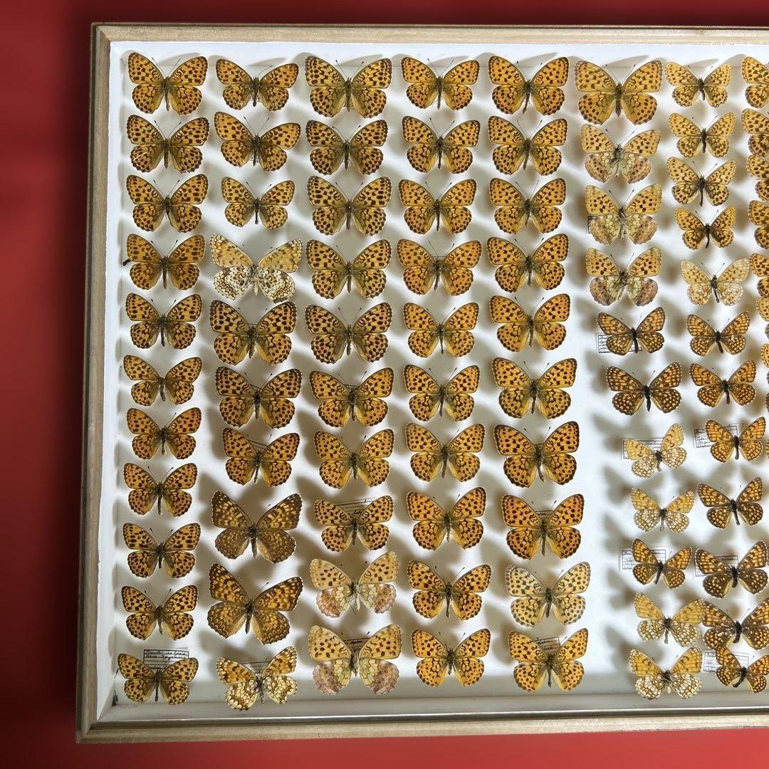 希少蝶標本ドイツガラス木箱現状品のみ41x50x6cm