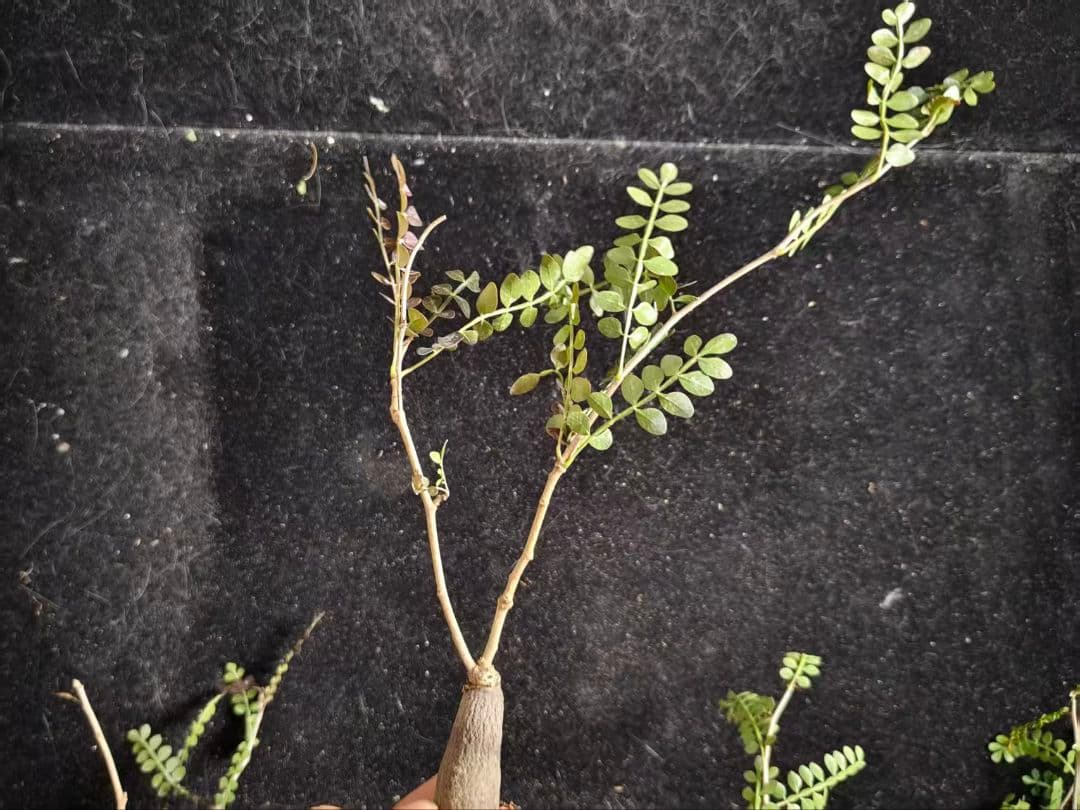 ビ*ぼ様 オペルクリカリア パキプス／Operculicarya pachypu