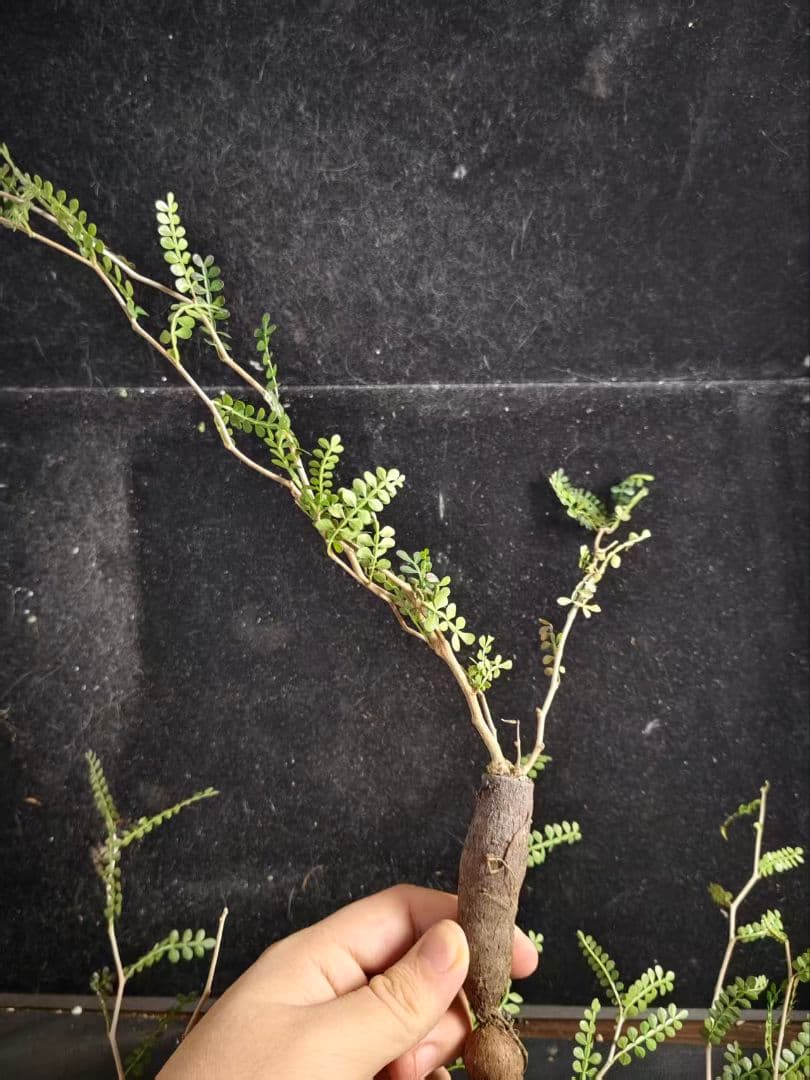 ビ*ぼ様 オペルクリカリア パキプス／Operculicarya pachypu