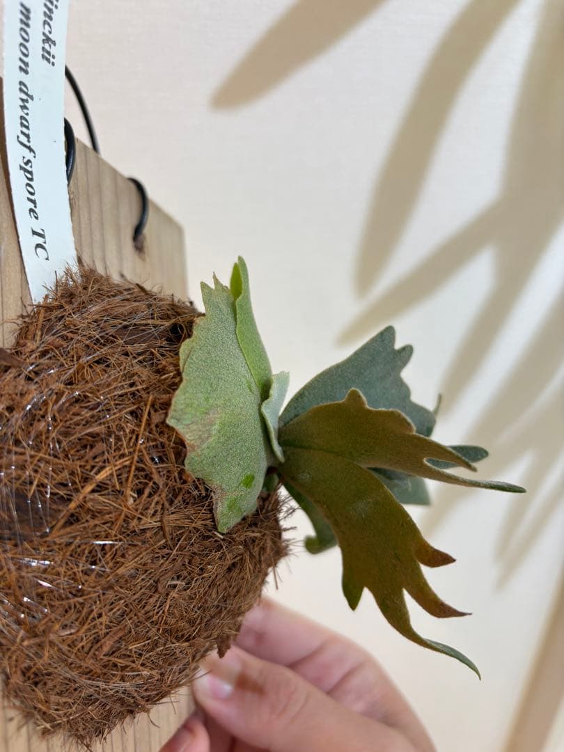 に*ち様 P.Willinckii Yellow Moon Dwarf spor