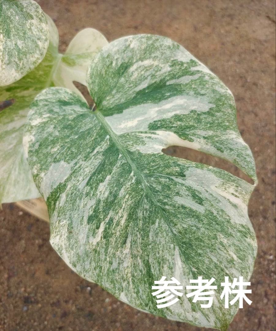 けんけん　MonsteraLegacy モンステラ　レガシー 斑入り