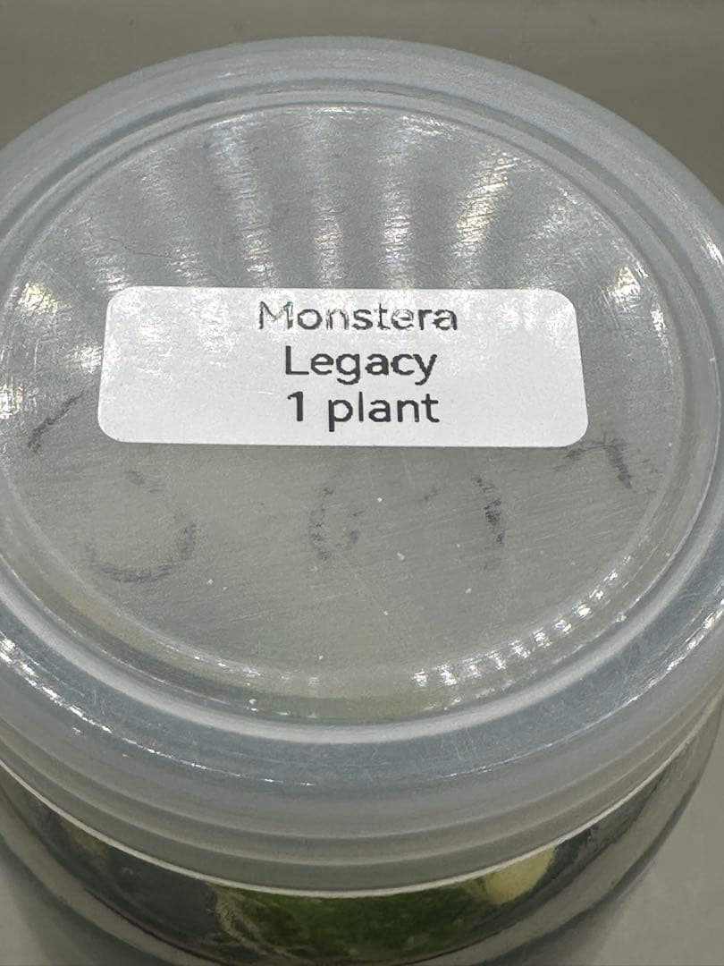 けんけん　MonsteraLegacy モンステラ　レガシー 斑入り