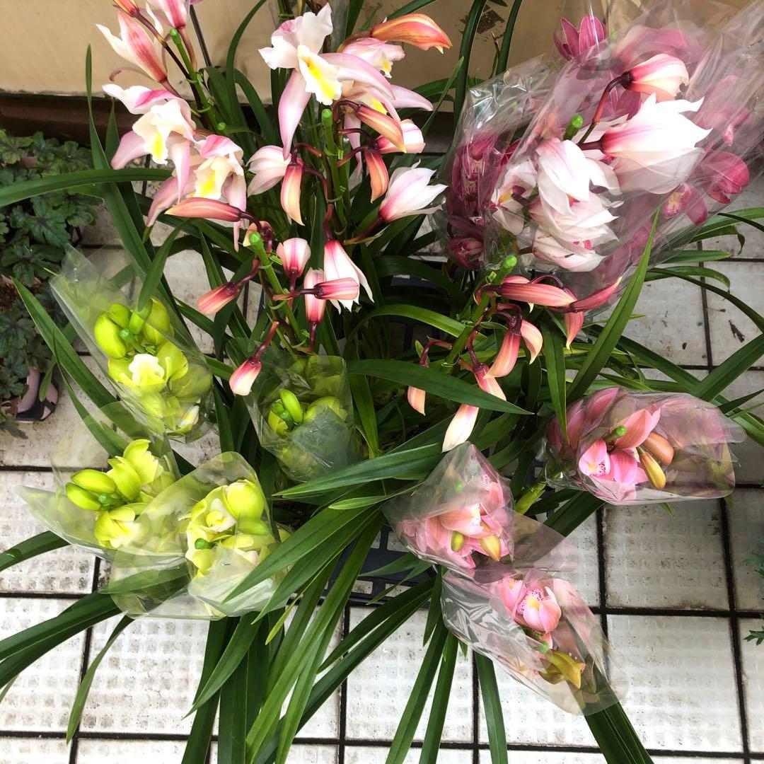 特価(^^)テーブルシンビジューム　5鉢セット　石田洋蘭オリジナル品種　お買い得