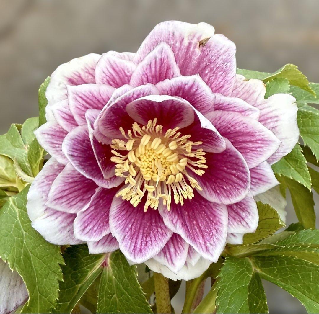 ★極上！札付き！★レッドホワイトゴールドぼかし★ソレイユ★クリスマスローズ開花株