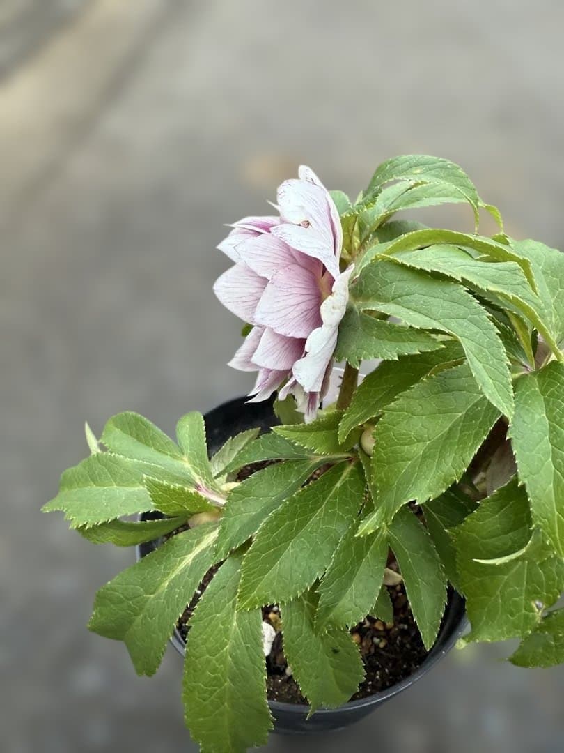 ★極上！札付き！★レッドホワイトゴールドぼかし★ソレイユ★クリスマスローズ開花株