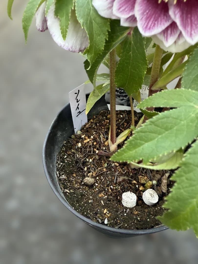 ★極上！札付き！★レッドホワイトゴールドぼかし★ソレイユ★クリスマスローズ開花株