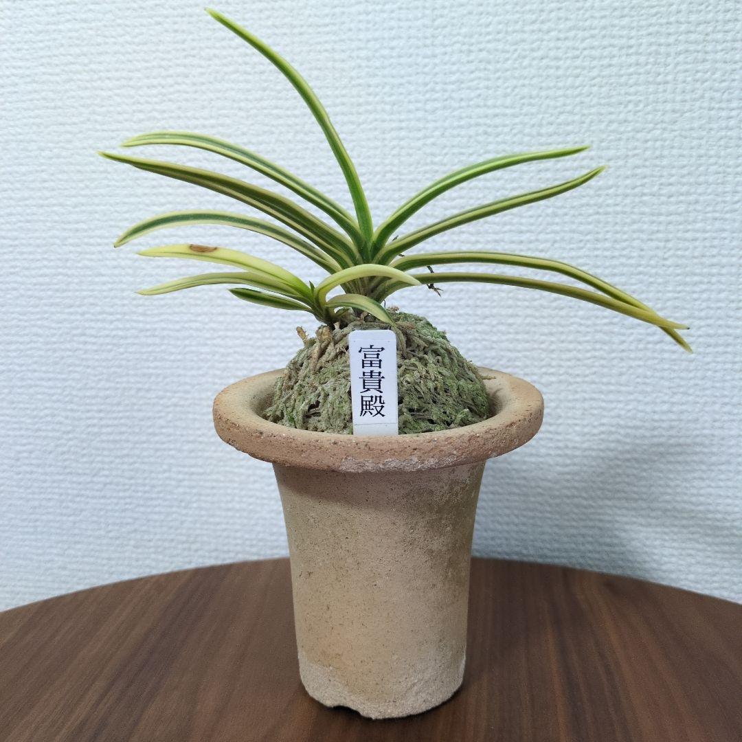 富貴蘭　フウラン　富貴殿