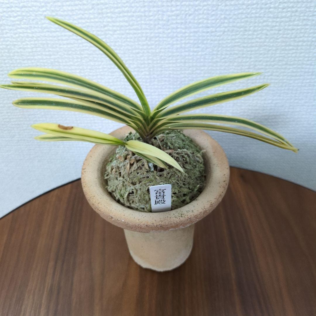 富貴蘭　フウラン　富貴殿