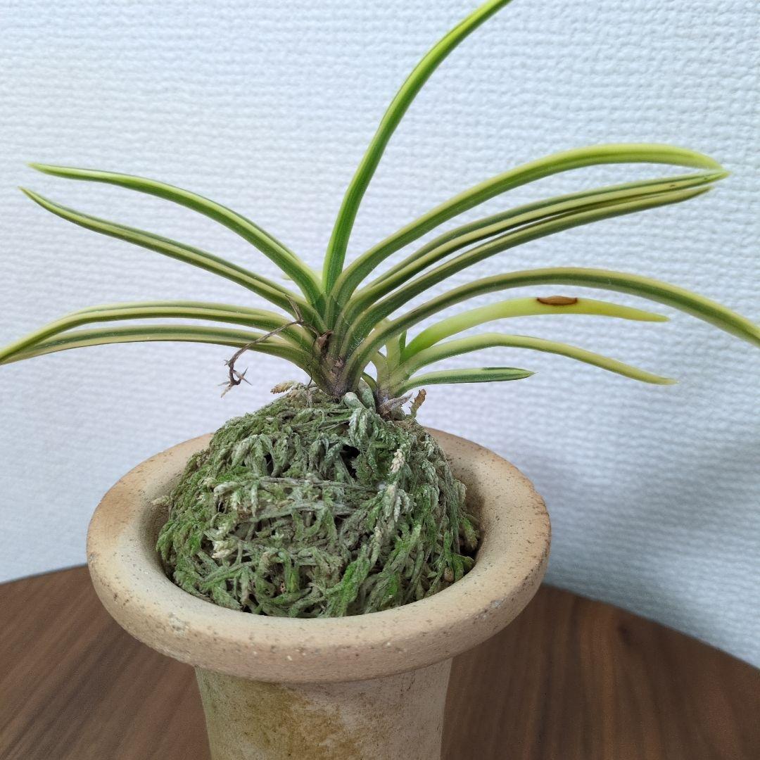 富貴蘭　フウラン　富貴殿