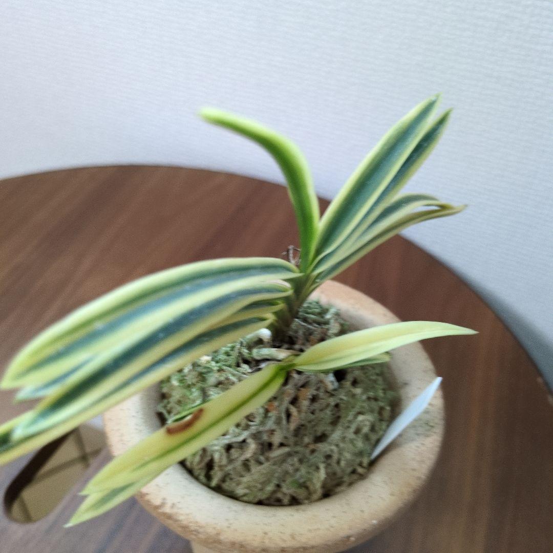 富貴蘭　フウラン　富貴殿