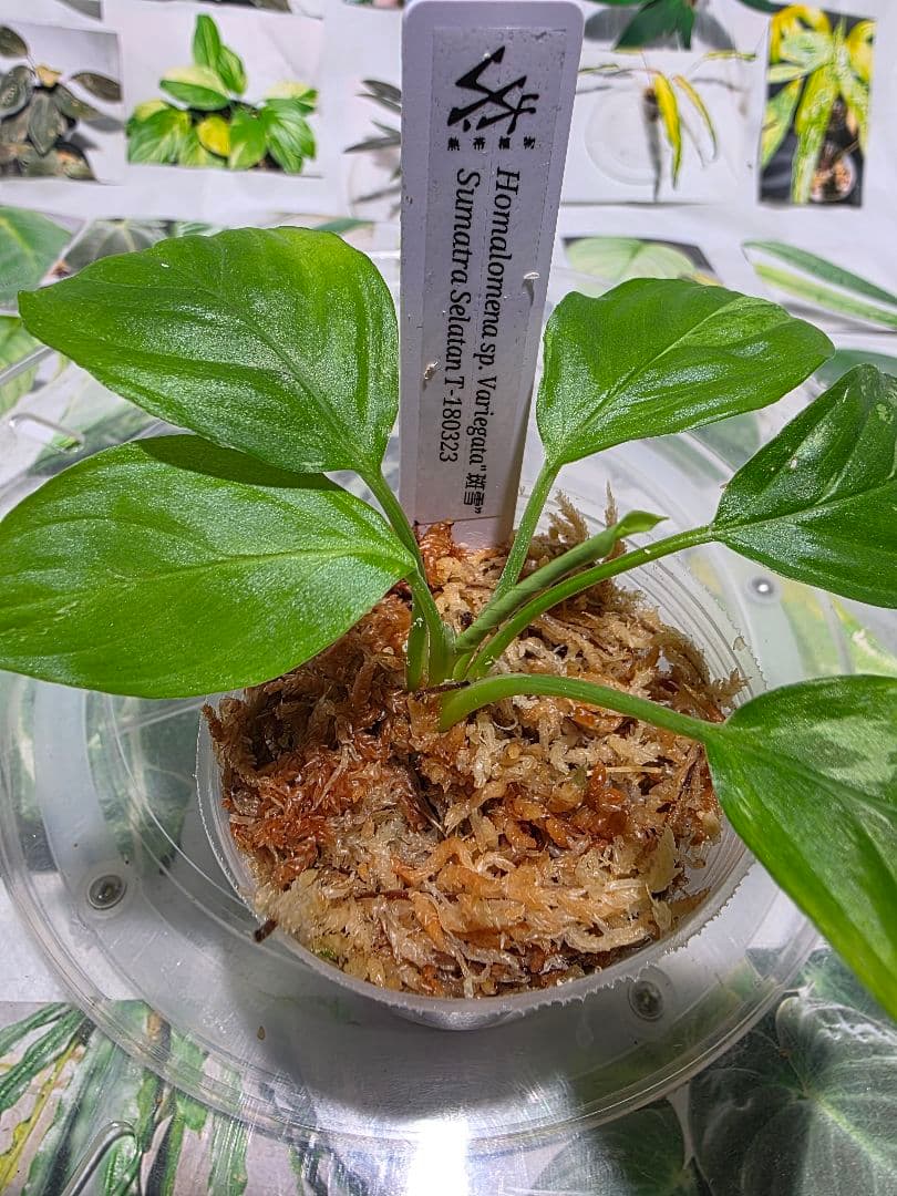 熱帯植物　TZ便　ホマロメナsp.\"斑雪\"　斑入り