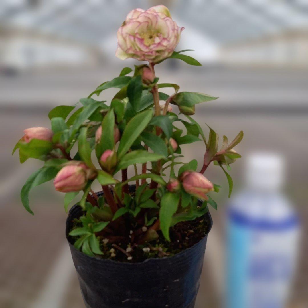 溢れるつぼみ！癒し系♪フリンジピコティ♪クリスマスローズ、大苗、開花株