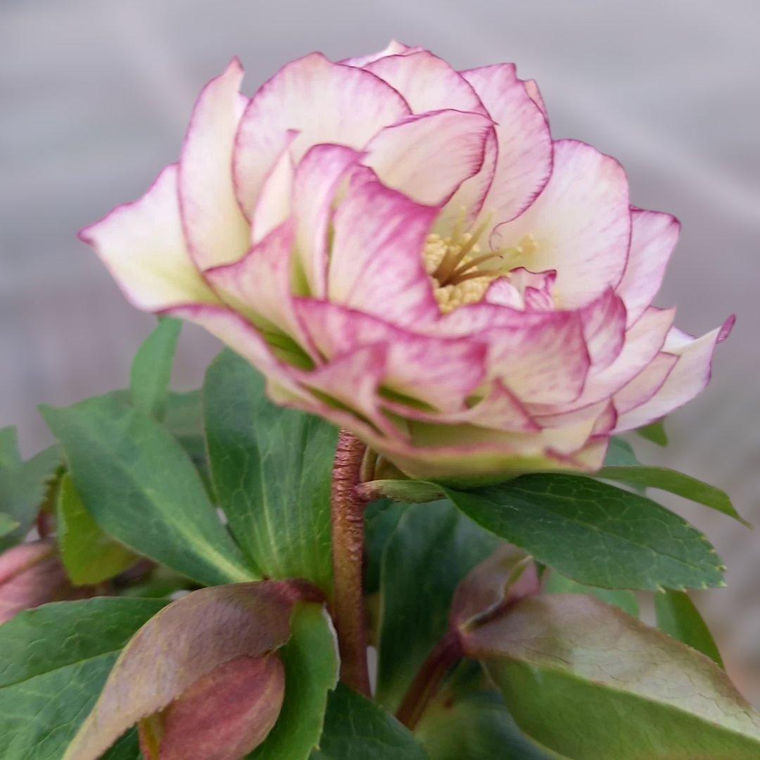 溢れるつぼみ！癒し系♪フリンジピコティ♪クリスマスローズ、大苗、開花株