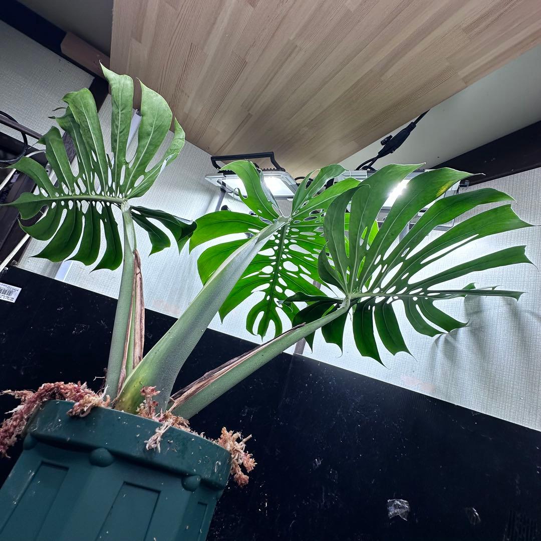 モンステラデリシオーサマクロコズム超希少系統鉢植え76㎝