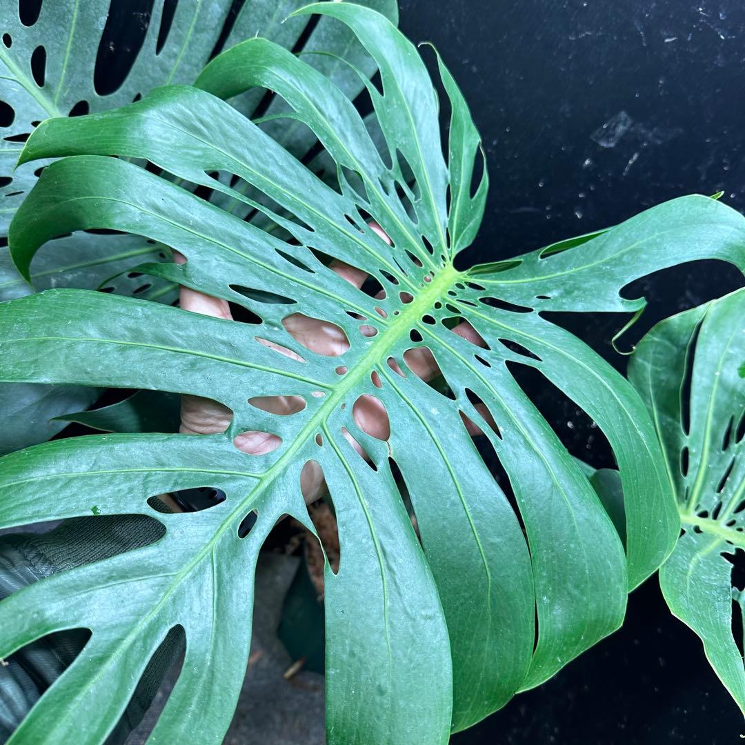 モンステラデリシオーサマクロコズム超希少系統鉢植え76㎝