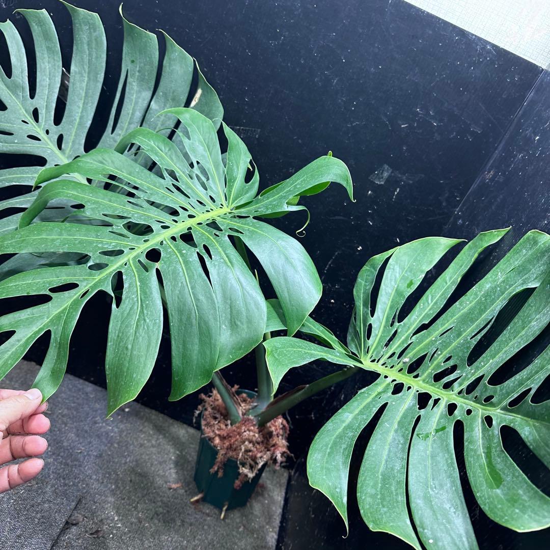 モンステラデリシオーサマクロコズム超希少系統鉢植え76㎝