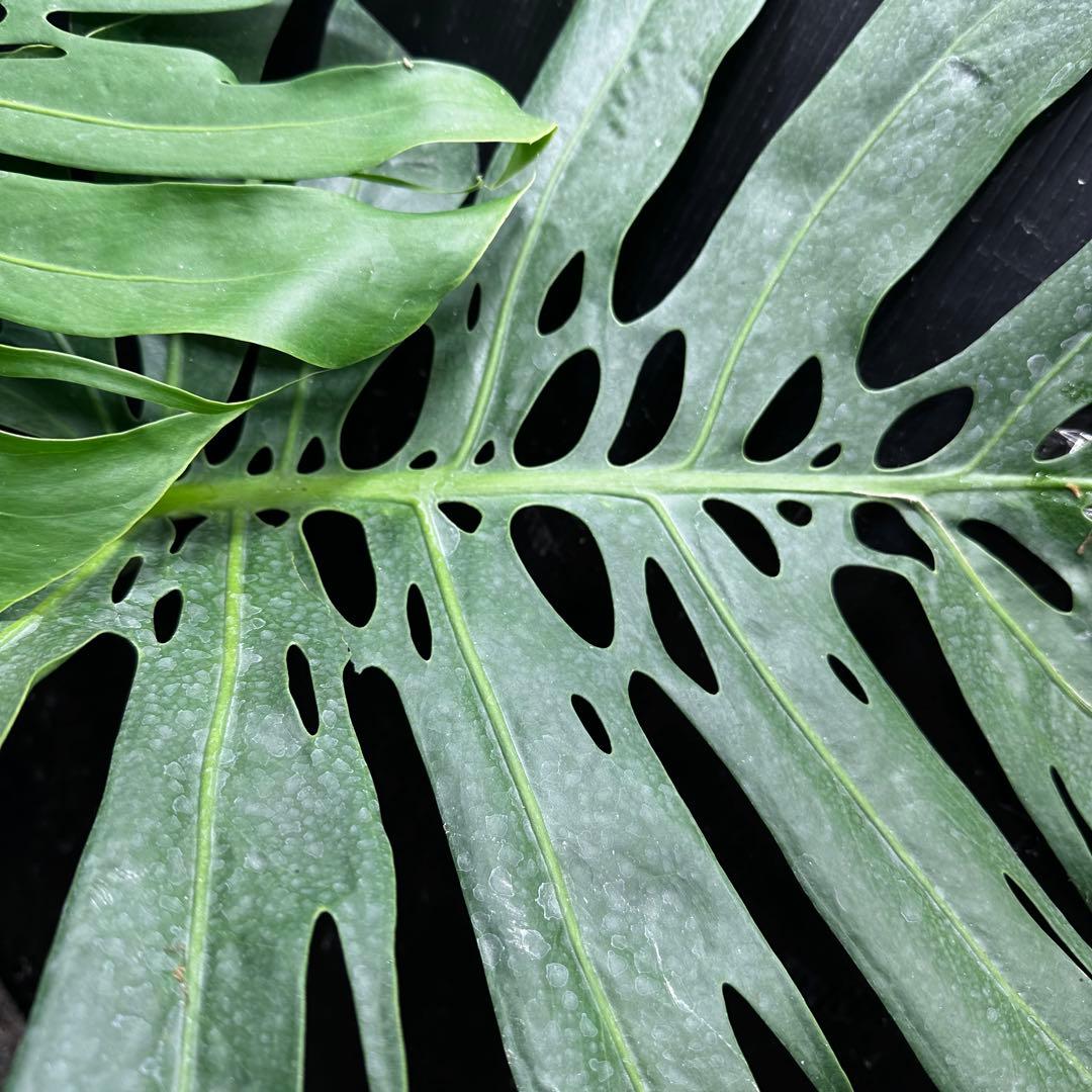 た*き様 モンステラデリシオーサマクロコズム超希少系統鉢植え