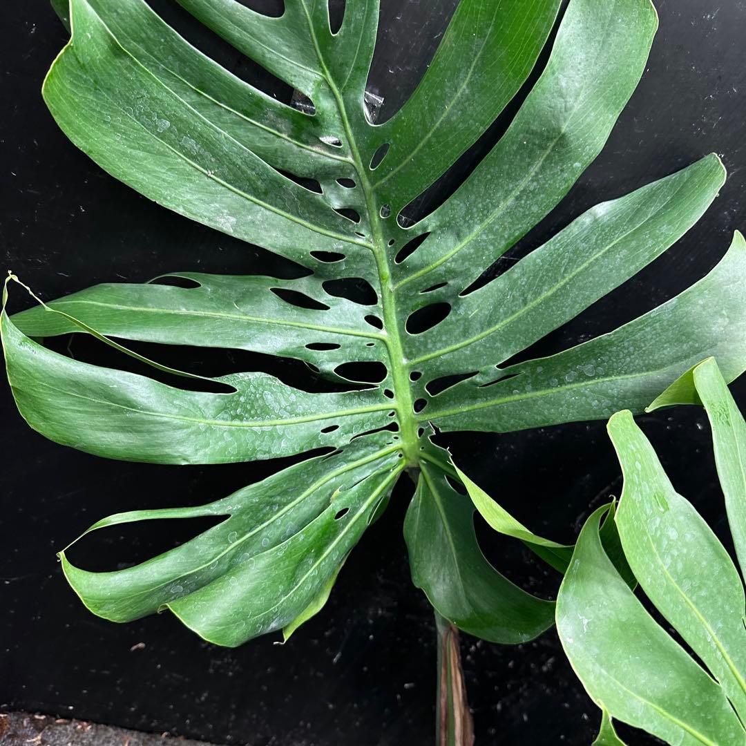 た*き様 モンステラデリシオーサマクロコズム超希少系統鉢植え